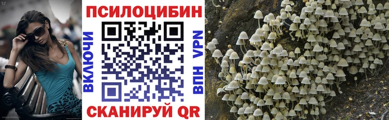 где найти наркотики  Луза  Галлюциногенные грибы Psilocybine cubensis 